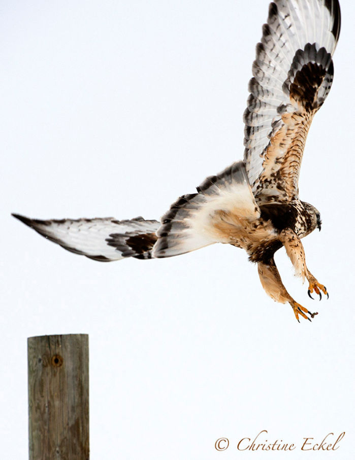 Sharp shinned hawk
